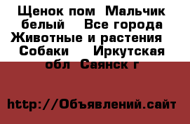 Щенок пом. Мальчик белый  - Все города Животные и растения » Собаки   . Иркутская обл.,Саянск г.